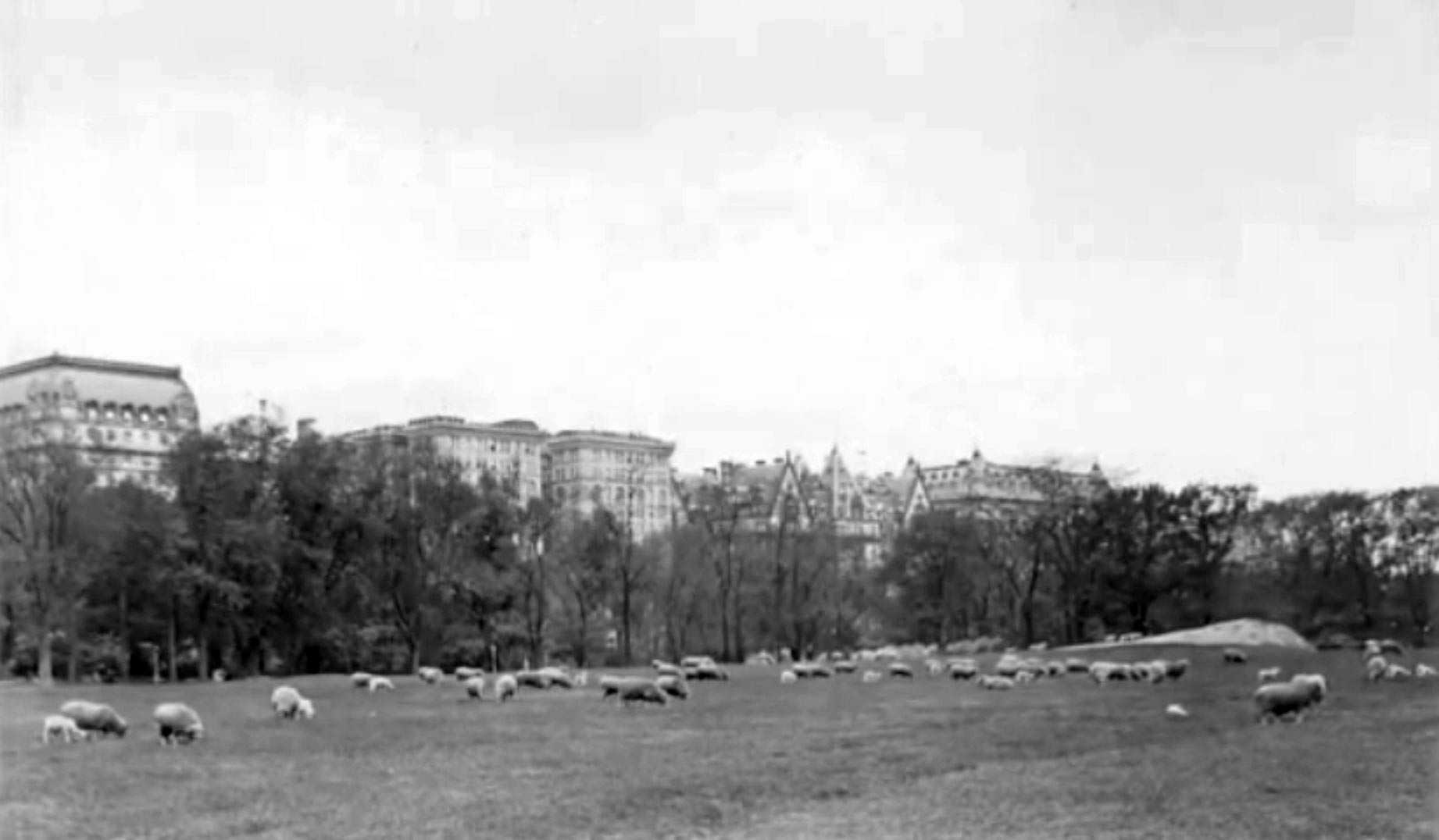 Central Park Sheep Meadow about 1910